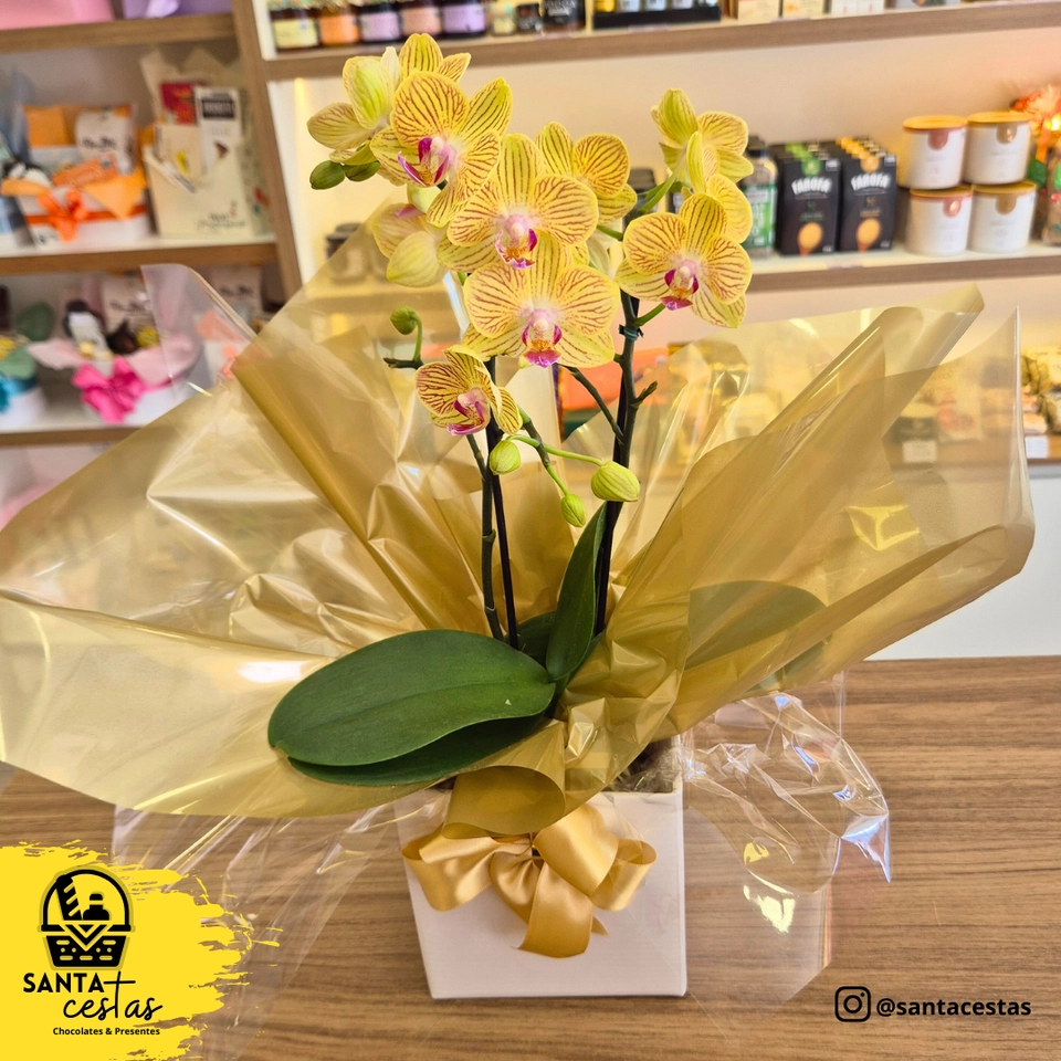 Cachepô Orquídeas - 05 - 1