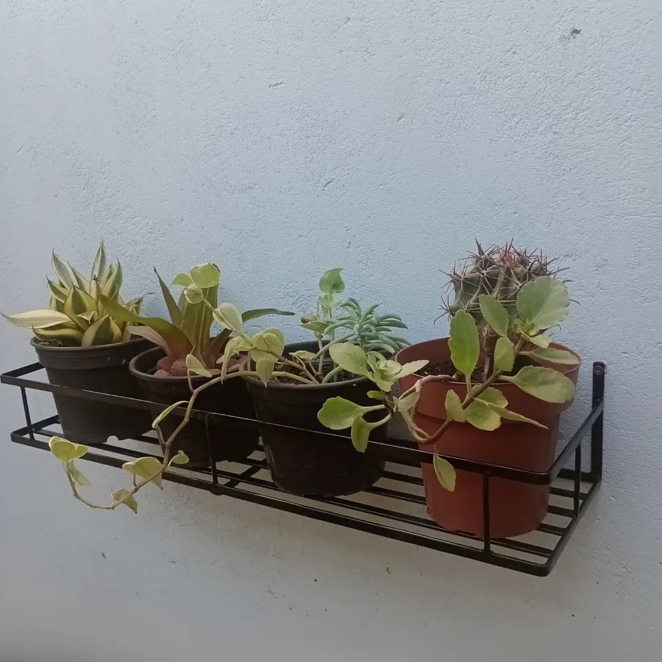Suporte para plantas estilo modelo - 1