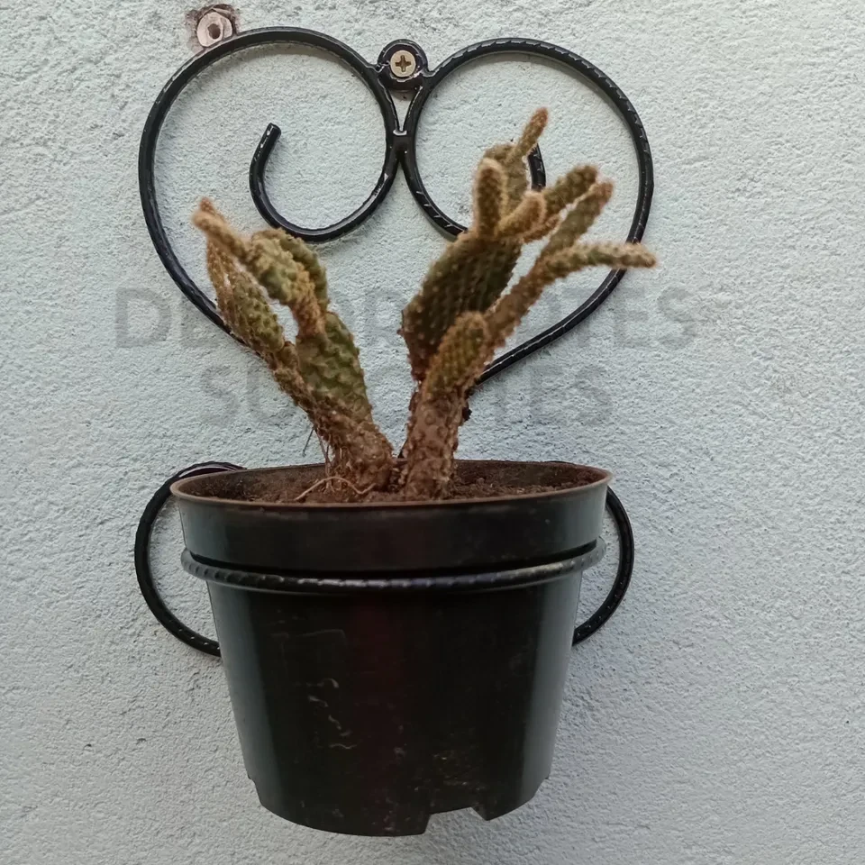 Suporte para suculenta e cacto.  - 2