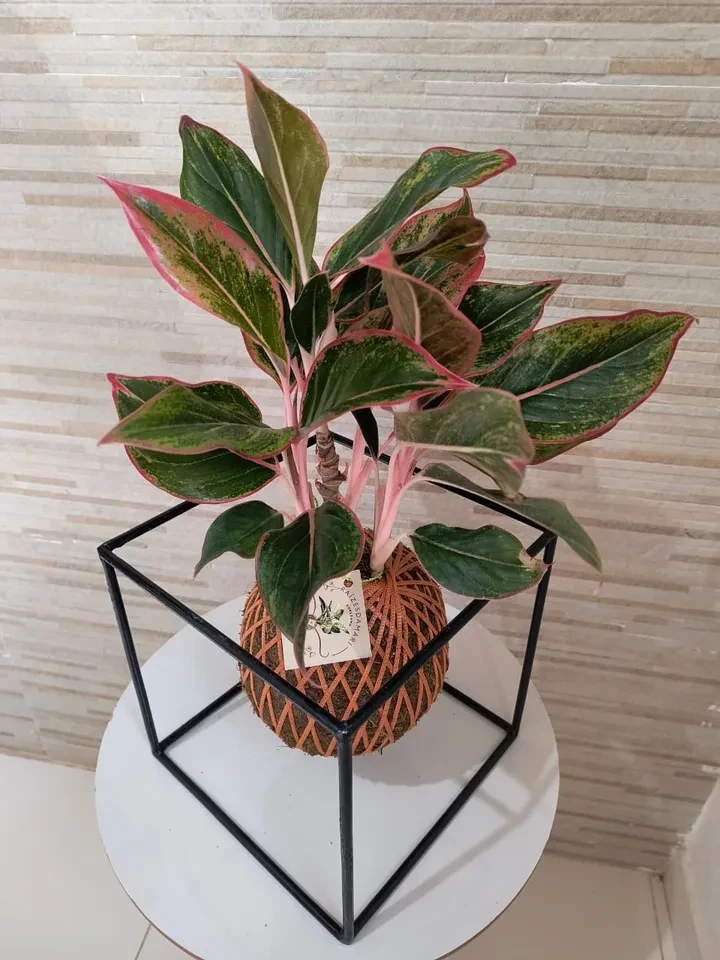 Suporte quadrado para kokedama - 1