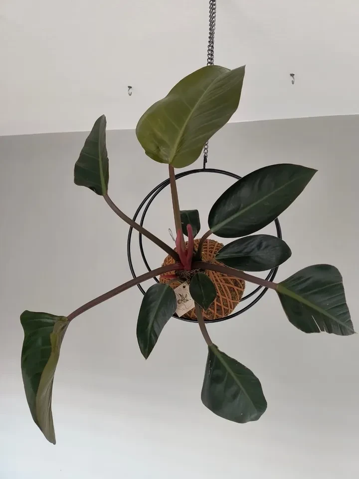 Suporte suspenso para kokedama  - 1