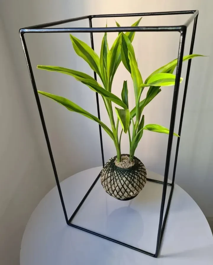 Suporte retangular para kokedama (G) - 1