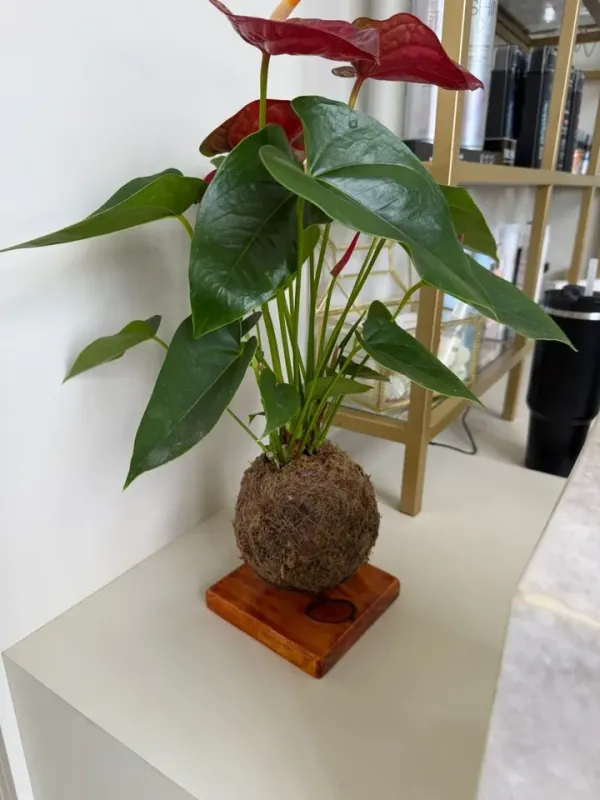 Suporte p/ kokedama com base de madeira.
