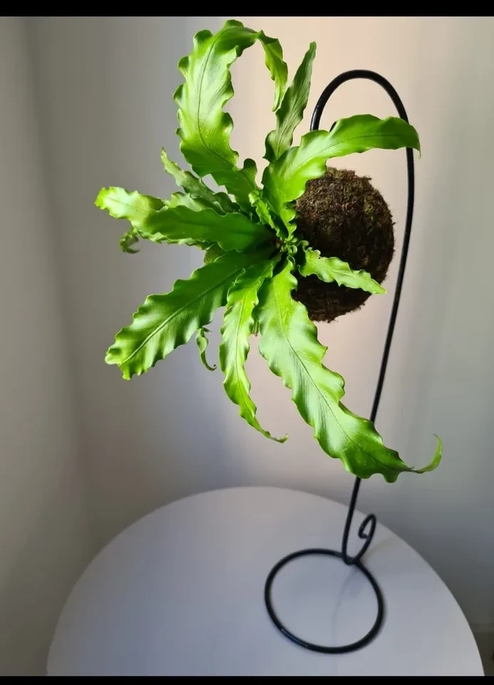 Suporte flutuante p/ kokedama  - 1
